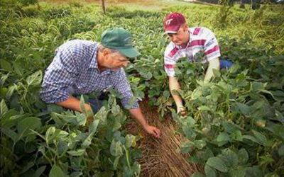 Cuanto Contribuye la Agricultura al Calentamiento Global