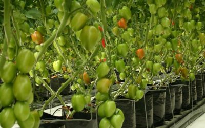 Soluciones Nutritivas para el Cultivo de Tomate