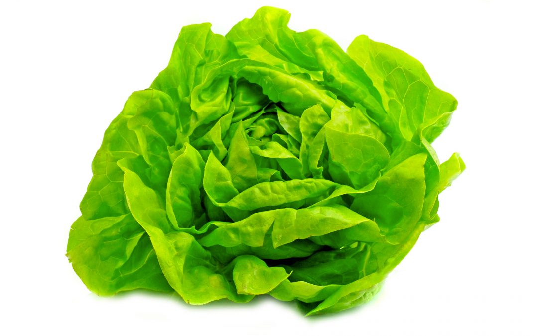 Lechuga – Aeroponia y solución nutritiva