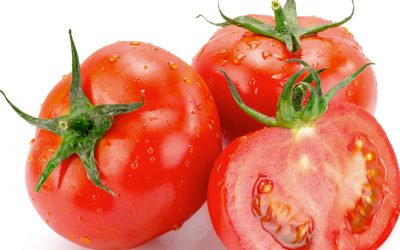 Tomate calidad nutraceutica en sustratos orgánicos